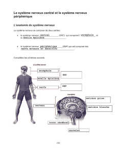 Le système nerveux central et le système nerveux périphérique
