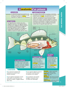 L`anatomie d`un poisson