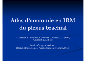 Atlas d`anatomie en IRM Atlas d anatomie en IRM du plexus brachial