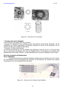 Figure 24 : Structure d`un centriole * Fonction des cils et flagelles