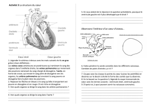 Activité 3 La structure du cœur Observons l`intérieur d`un cœur d