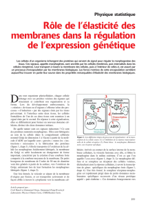 Rôle de l`élasticité des membranes dans la régulation de l
