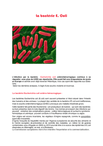 La bacterie e.Coli - Nutritionniste