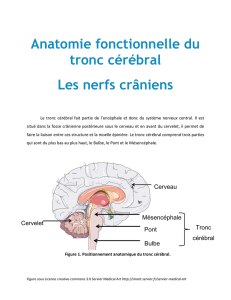 Anatomie fonctionnelle du tronc cérébral Les nerfs