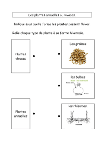 Les plantes annuelles ou vivaces