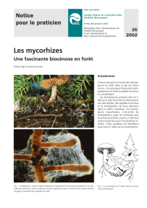 Les mycorhizes