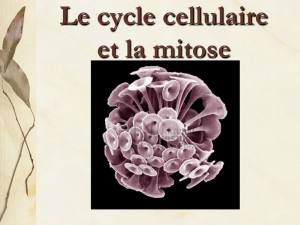 Le cycle cellulaire et la mitose