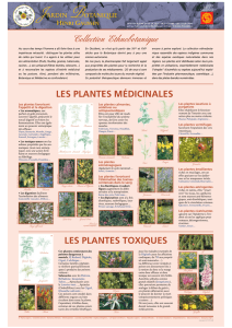 les plantes médicinales - jardin botanique Henri Gaussen