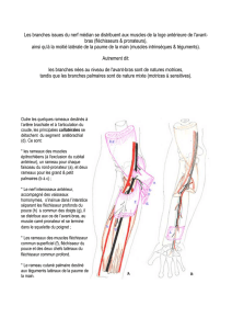 Les branches issues du nerf médian se distribuent aux muscles de