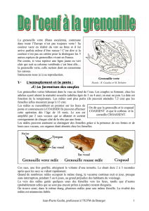 Reproduction Grenouille J-P Geslin