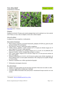 Vicia villosa Roth Origines Aires de culture Description botanique