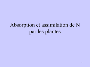 absorption-et-assimilation-de-ln