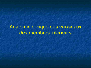 Anatomie clinique des vaisseaux des membres inférieurs