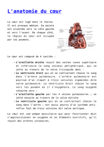 L`anatomie du cœur