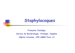 Staphylocoques