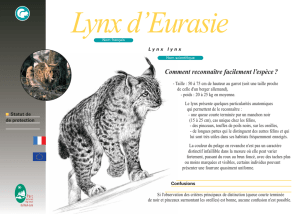 Lynx d`Eurasie - Parc naturel régional du Haut-Jura