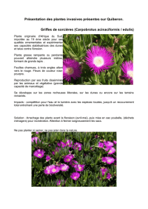 catalogue des plantes invasives sur Quiberon