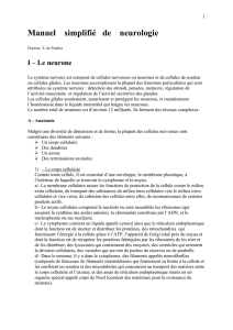 I &ndash; Le neurone