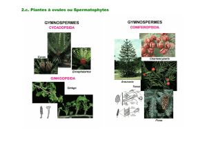 2.c. Plantes à ovules ou Spermatophytes
