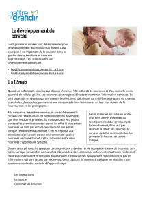 Le développement du cerveau - crapahute