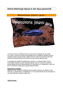 Melanochromis johannii - Aqua.passion28