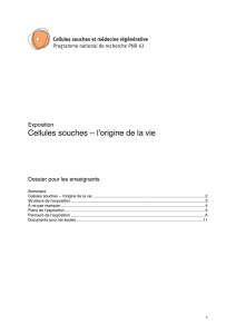 Cellules souches – l`origine de la vie