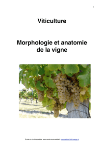 viticulture annuel - Ecole du vin – Muscadelle