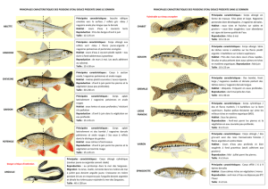 principales caractertistiques des poissons presents dans le Semnon