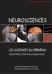 Les Sciences du cerveau