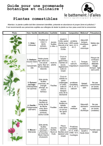 Plantes comestibles Guide pour une promenade botanique et