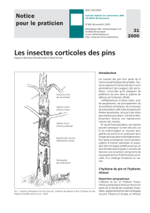 Les insectes corticoles des pins