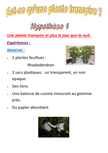 Une plante transpire et plus le jour que la nuit. Expériences