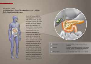 Série digestion, 3e partie: Action des sucs digestifs et des hormones