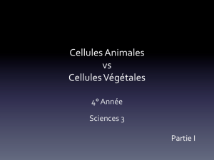 Cellules Animales vs Cellules Végétales