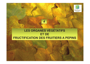 La taille des fruitiers palissés 4- les organes végétatifs et de