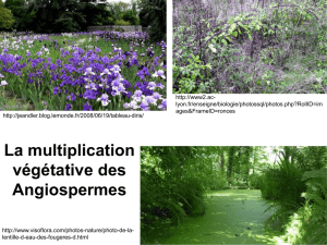 La multiplication végétative des Angiospermes - bcpst-svt-parc