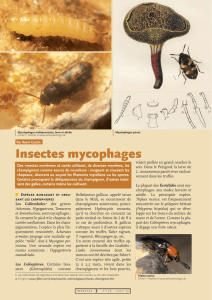 Insectes mycophages