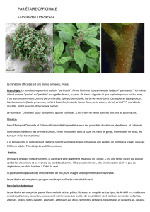 PARIÉTAIRE OFFICINALE Famille des Urticaceae