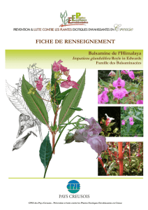 fiche balsamine 23 - Observatoire des plantes exotiques