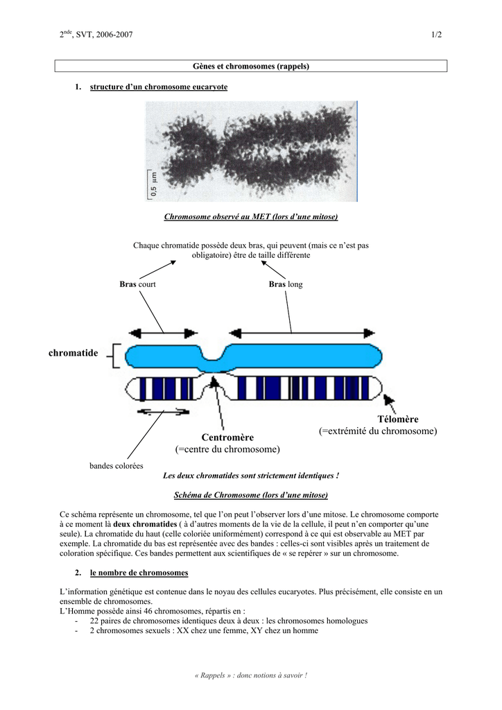 Gènes Et Chromosomes \(rappels\)