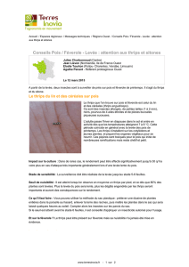 Conseils Pois / Féverole - Levée : attention aux thrips