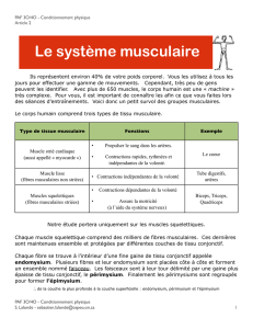 A2 – Le système musculaire