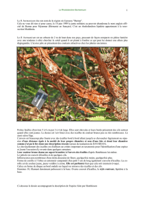 etude du rhododendron burmanicum