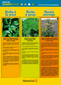 Information plantes allergènes