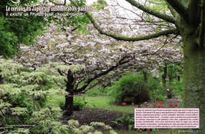 Le cerisier du Japon a d`innombrables parents - Mytho