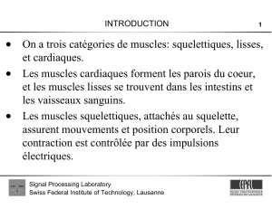 • On a trois catégories de muscles: squelettiques, lisses, et
