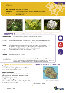 Hydrangea_macrophylla - Espèces Invasives Réunion