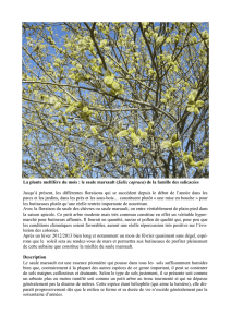 La plante mellifère du mois : le saule marsault (Salix capraea) de la