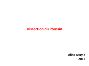 Dissection légendée du Poussin par A. Muyle