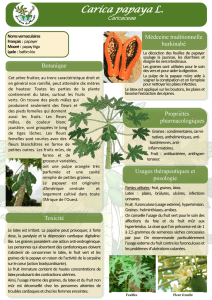 Carica papaya L. - Jardins du monde
